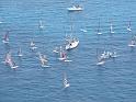 regata (36)